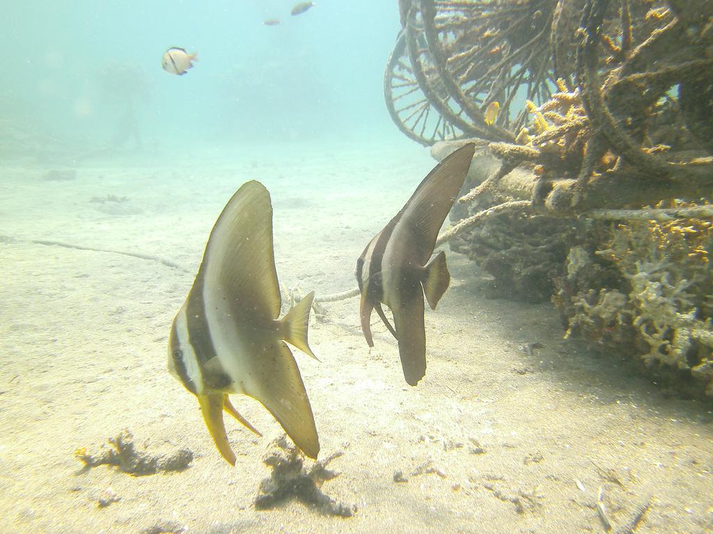 Biorock Homestay & Dive Center Pemuteran Exterior photo