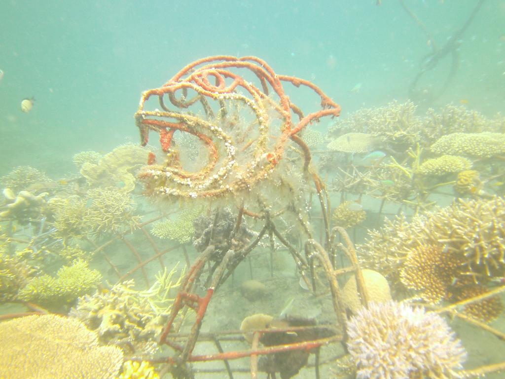Biorock Homestay & Dive Center Pemuteran Exterior photo