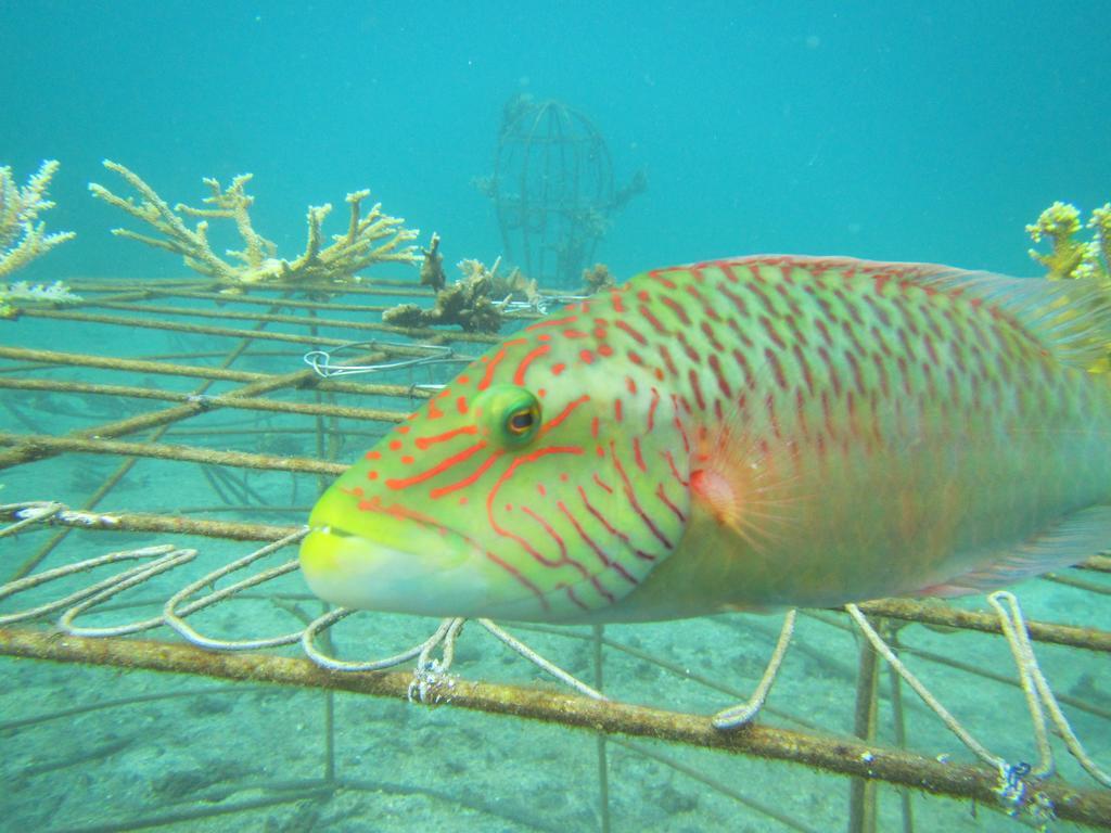 Biorock Homestay & Dive Center Pemuteran Exterior photo