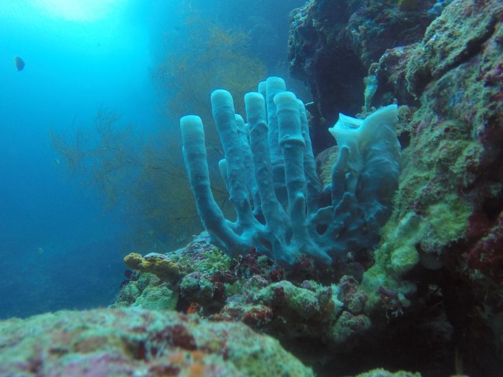Biorock Homestay & Dive Center Pemuteran Exterior photo